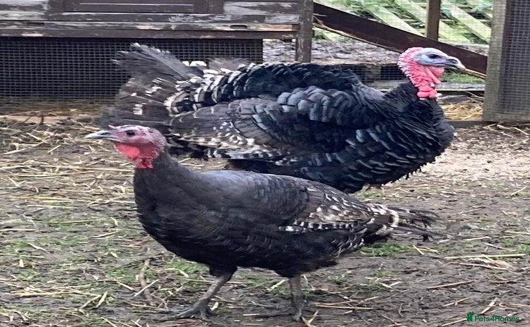 Turkeys poultry - Advert 1