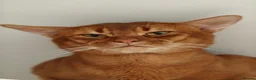 Abyssinian cats for stud: Cinnamon Abyssinian Boy! - Advert 5