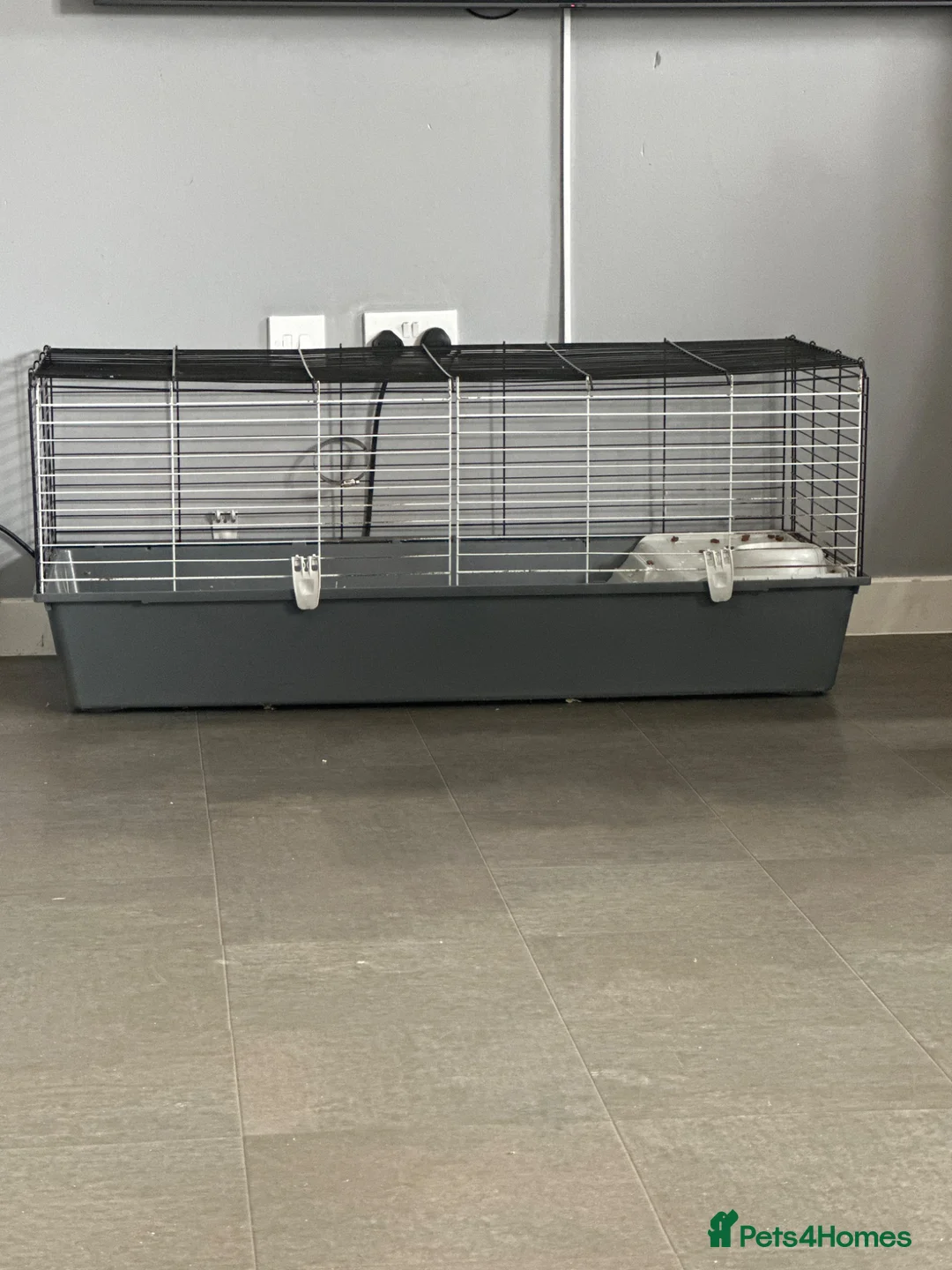 Ferret rodents for sale: 2 x Ferrets & setup - Advert 3