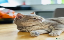 British Shorthair cats for sale: Stunning BSH Silver Female Grey Stripe Kittens - Image 17