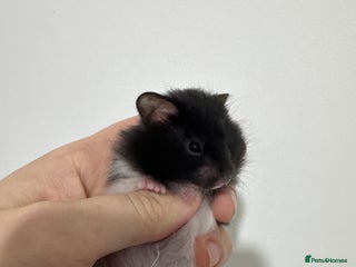 Hamster rodents Baby syrian hamsters males and females - Advert 4