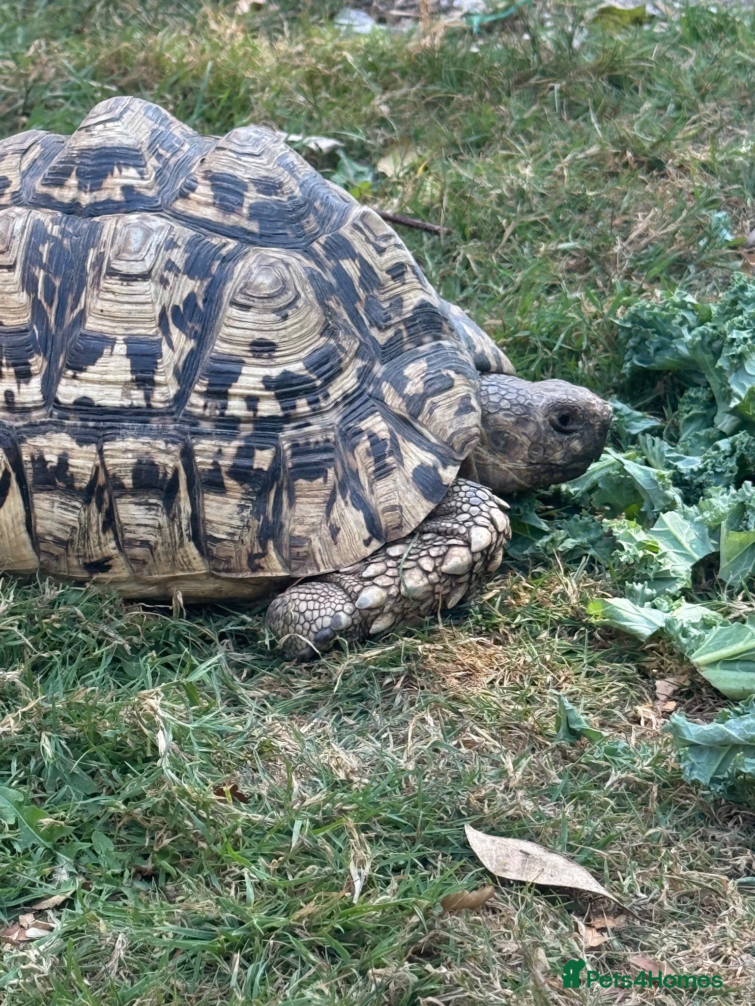 Tortoise reptiles Jeffrey and Dahma - Advert 1