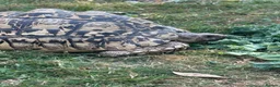 Tortoise reptiles for sale: Jeffrey and Dahma - Advert 1