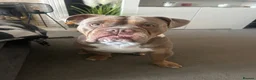 English Bulldog dogs for sale: Bruno - Advert 8