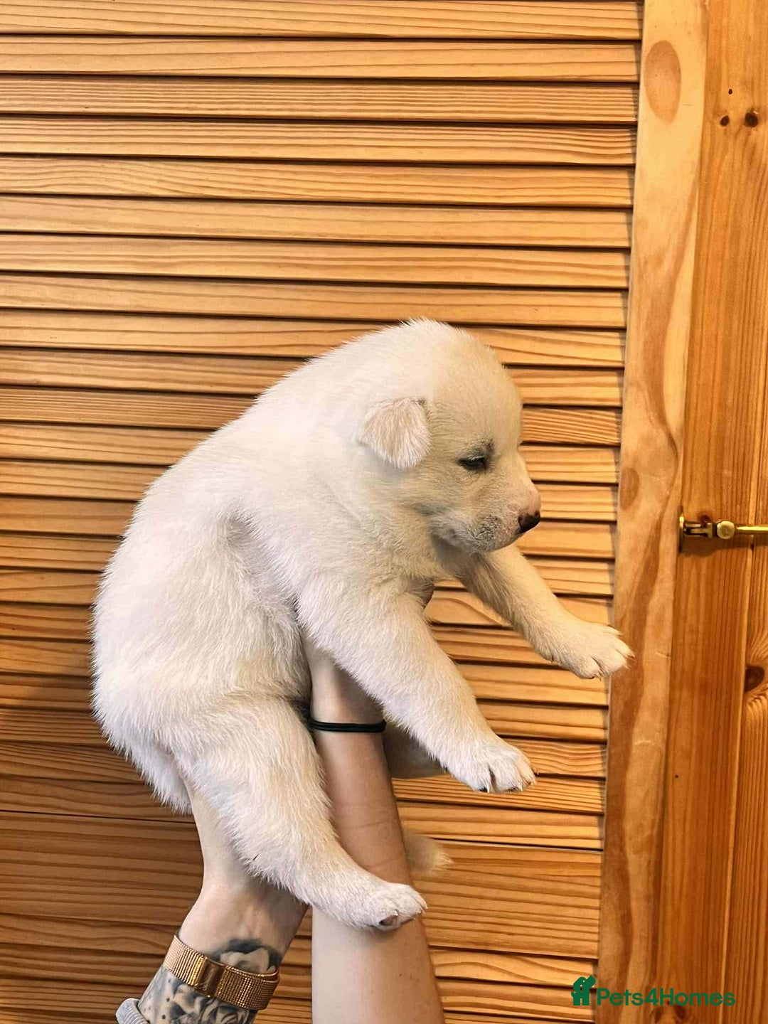 Siberian Husky dogs for sale: Siberian Husky Puppies REDUCED!! - Advert 22