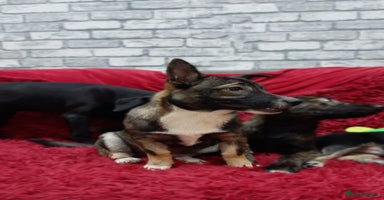 Mixed Breed dogs - Advert 7