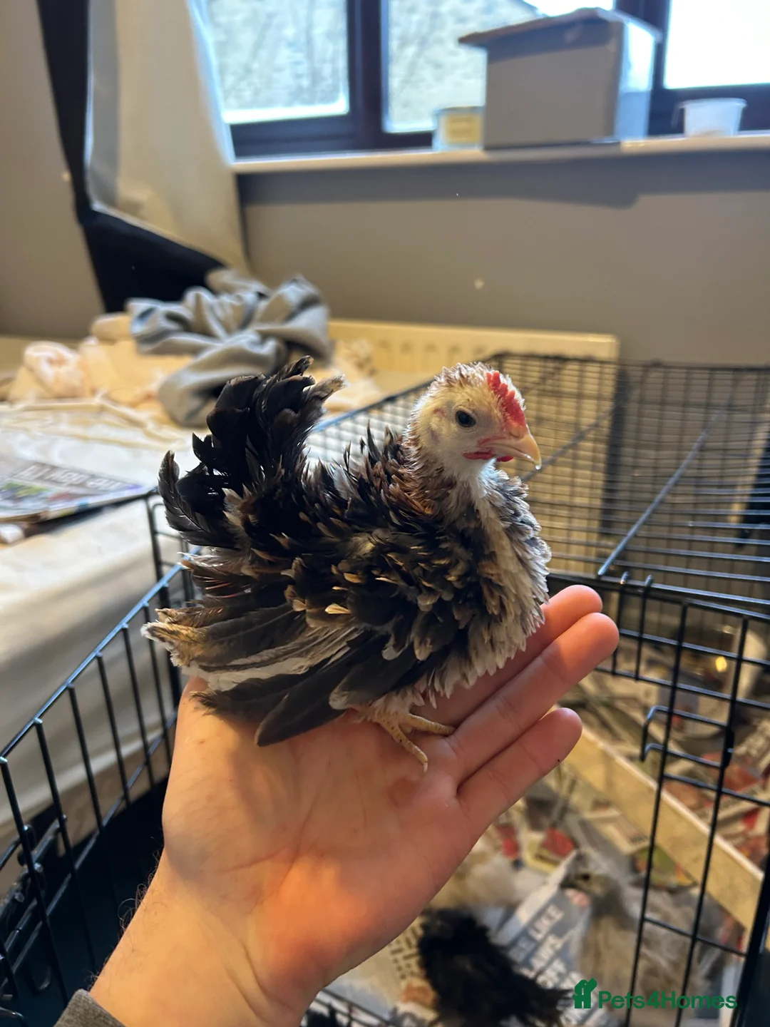 Chickens poultry for sale: Serama roosters  - Advert 1