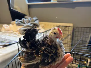 Chickens poultry Serama roosters - Advert 1