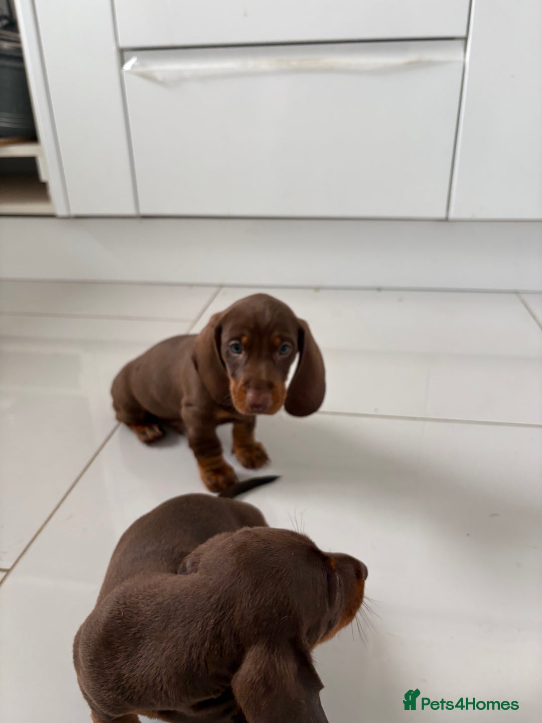 Miniature Dachshund dogs for sale: 3 Beautiful miniature dachshund pups - Advert 2
