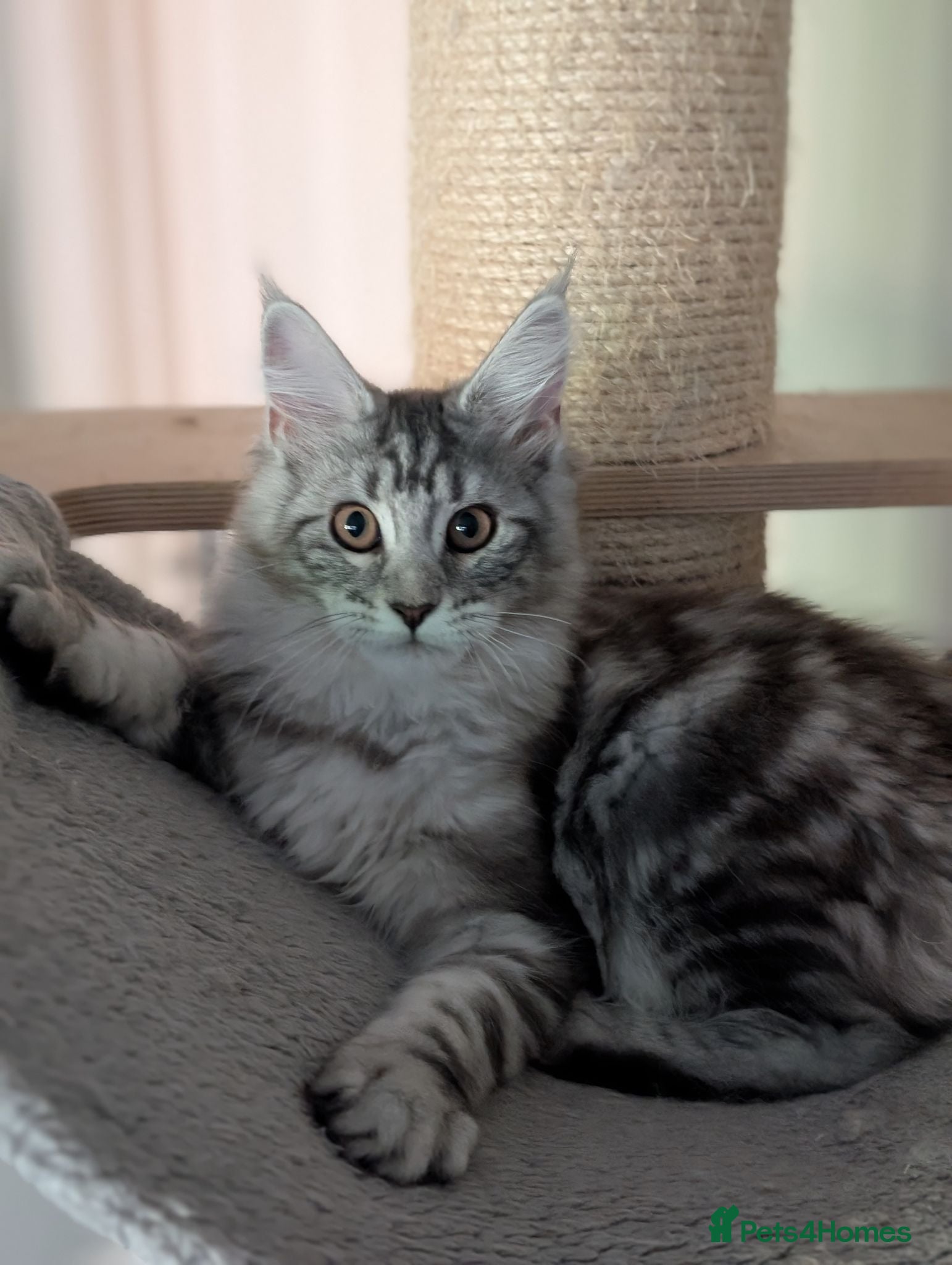Maine Coon cats Ready now. Tica Registered Maine coon Kittens  - Advert 2