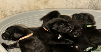 Cane Corso dogs - Advert 15