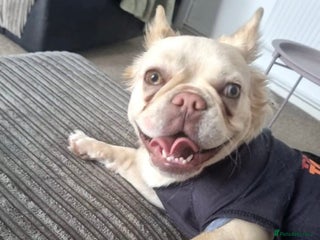 Mixed Breed dogs - Advert 4