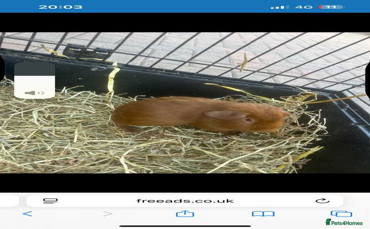 Guinea Pig rodents - Advert 2