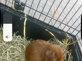 Guinea Pig rodents - Advert 1