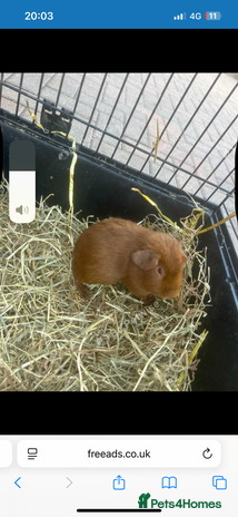 Guinea Pig rodents - Advert 2
