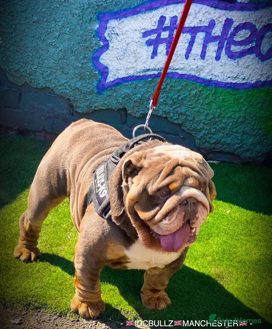 English Bulldog dogs for stud: Uncle Fester in Manchester - Advert 4