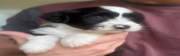 Tibetan Terrier dogs for sale: Beautiful KC reg Tibetan terrier puppies  - Advert 5