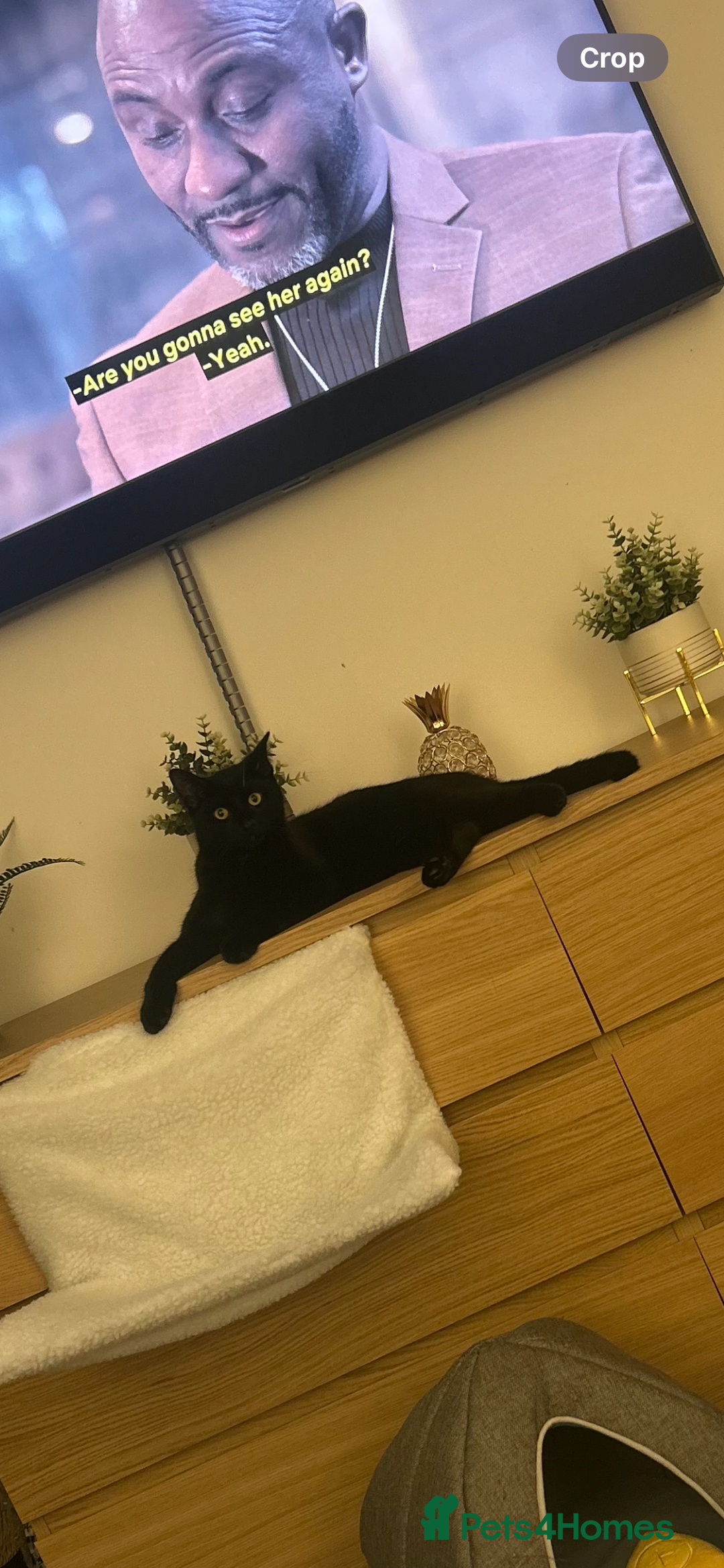 Domestic Shorthair cats for sale: Two cats male and female lovely need loving home  - Image 2