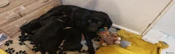 Labrador Retriever dogs for sale: Beautiful Labrador Puppies  - Advert 12