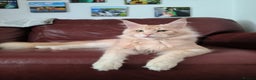 Maine Coon cats for sale: Maine coon mix kittens  - Advert 5