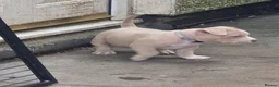 American Bully dogs for sale: 4 beautiful pocket bullies  - Advert 14