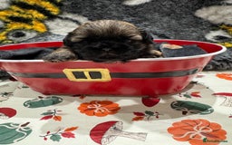 Shih Tzu dogs for sale: shih tzu F1 puppies  - Advert 4