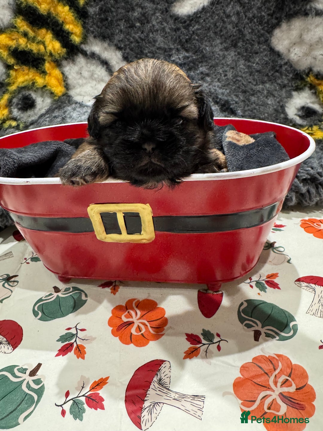 Shih Tzu dogs for sale: shih tzu F1 puppies  - Advert 4