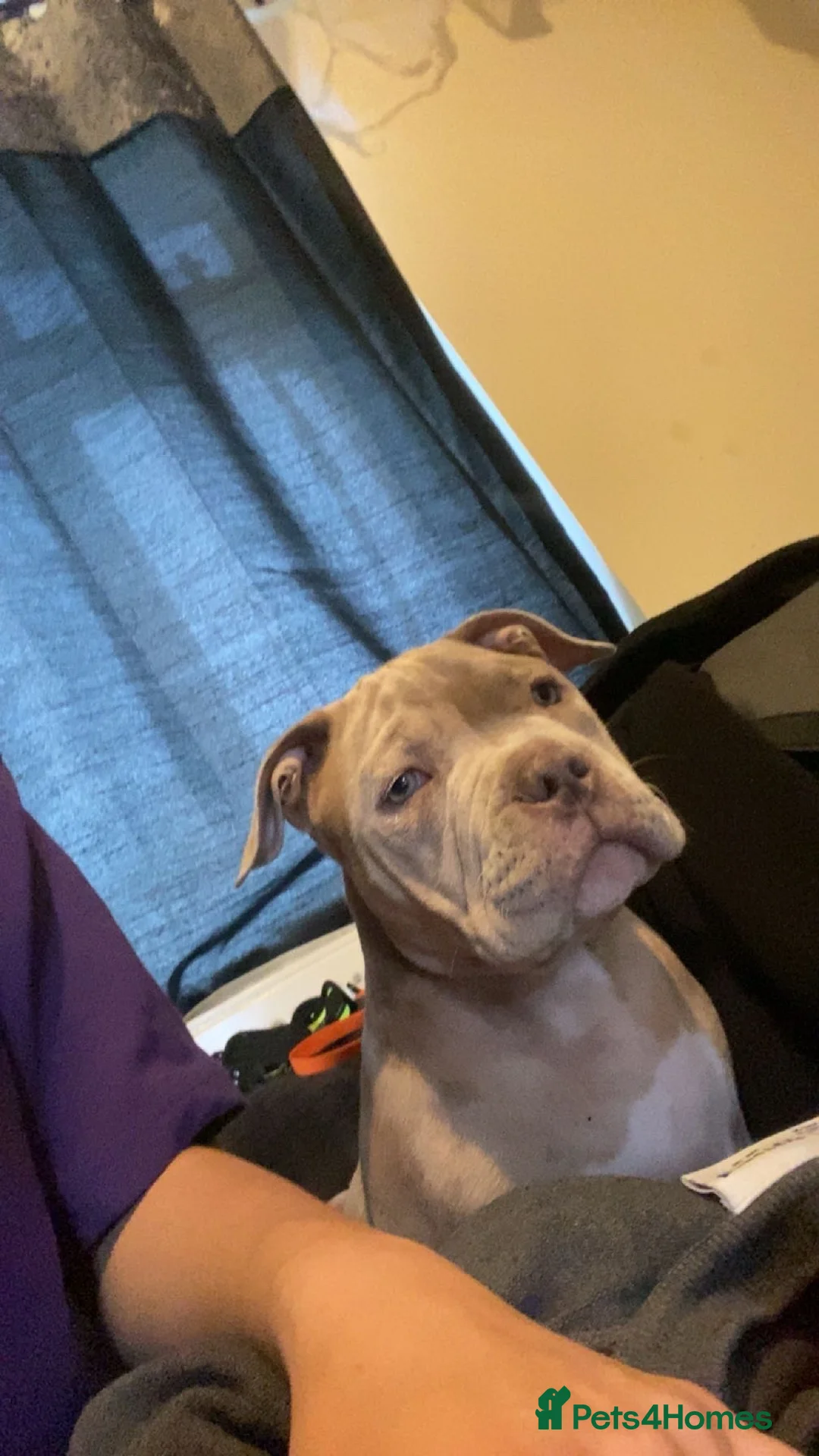 American Bully dogs for sale: Male Pocket Bully in Saint Leonards-on-sea - Advert 3