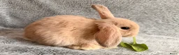 Mini Lop rabbits for sale: Adorable 8-Week-Old Baby Rabbits for Sale 🐰 - Advert 22