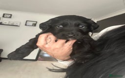 Mixed Breed dogs for sale: KC COCKER X MINI COLLIE PUPS  - Advert 26