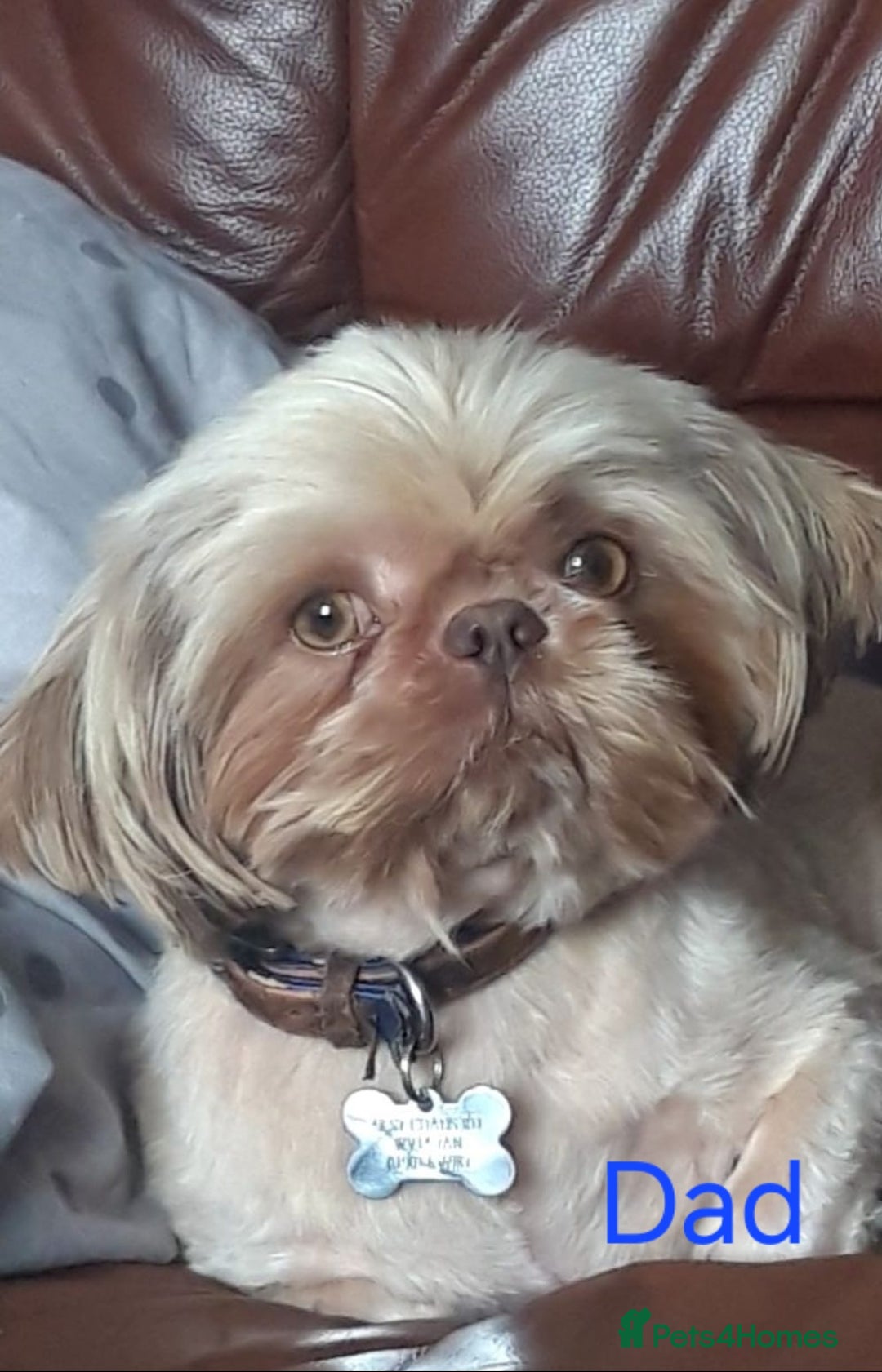 Shih Tzu dogs for sale: Pedigree Imperial Shih tzu puppies - Image 8