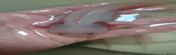 Axolotl reptiles for sale: Baby axolotls - Advert 2