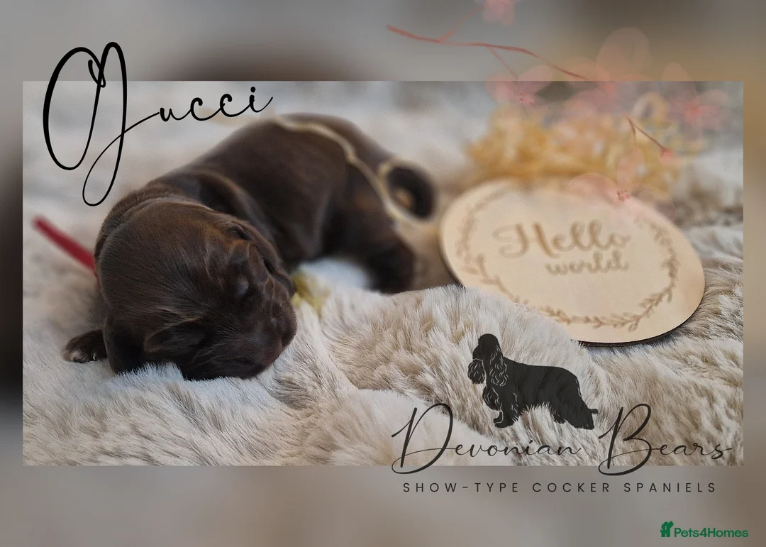 Cocker Spaniel dogs for sale: FULLY Health tested English Cocker Spaniel puppies - Advert 36