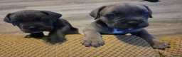 Cane Corso dogs for sale: Cane Corso Puppies - Advert 5