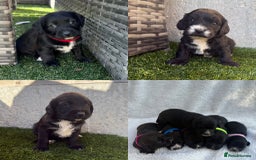 Jackapoo dogs for sale: Beautiful Jackapoo Puppies 🖤🖤🖤 - Image 1