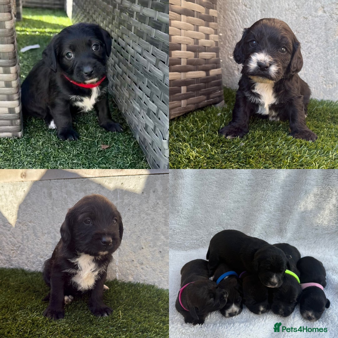 Jackapoo dogs for sale: Beautiful Jackapoo Puppies 🖤🖤🖤 - Image 1