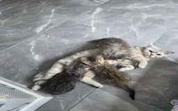 British Shorthair cats for sale: Norwegian forest cat x - Image 19