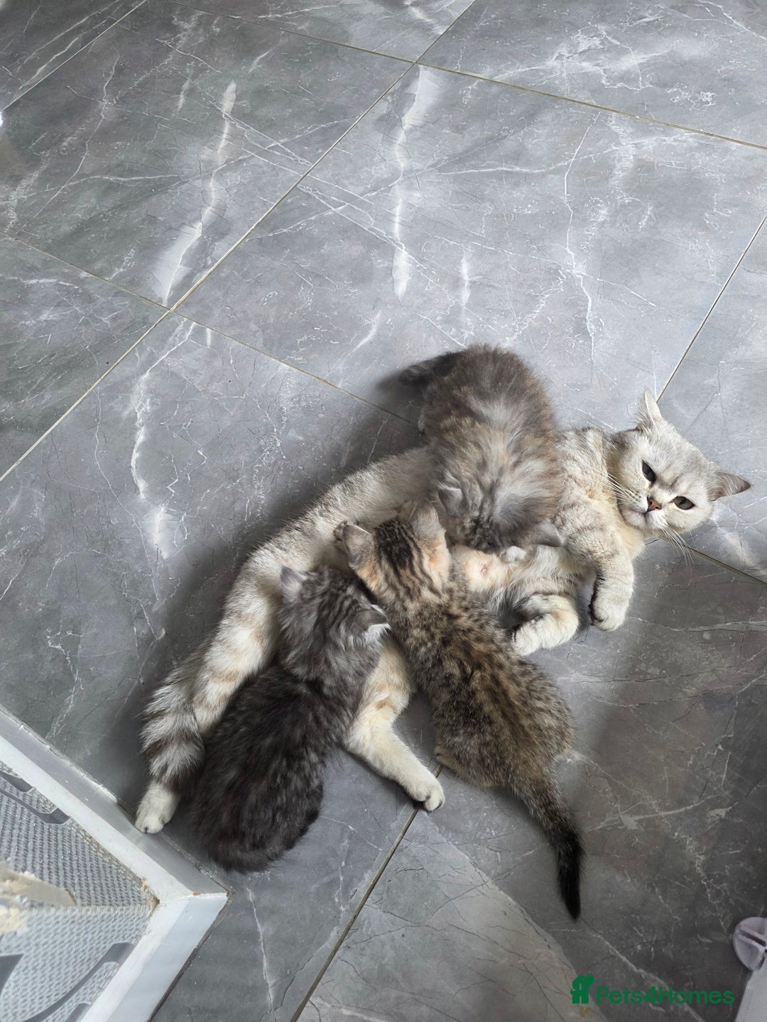 British Shorthair cats for sale: Norwegian forest cat x - Image 19