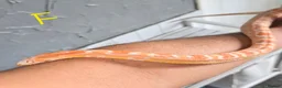 Corn Snake reptiles for sale: Adult Pair Scaleless and Microscaless corn snakes - Advert 2