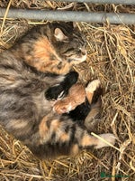 Mixed Breed cats - Advert 6