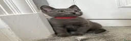 Russian Blue cats for sale: Russian Blue Kittens  - Advert 19