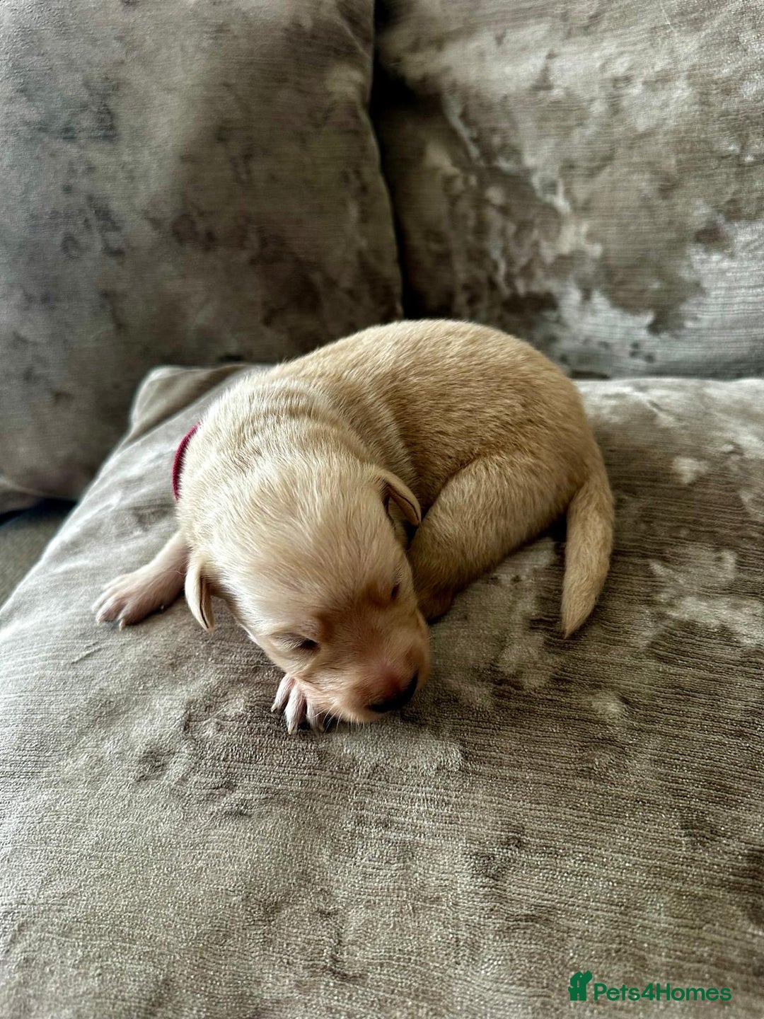 Mixed Breed dogs for sale: Beautiful litter of golden labradoodles - Image 21