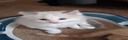 Ragdoll cats for sale: CUTE RAGDOLL KITTENS  - Advert 21