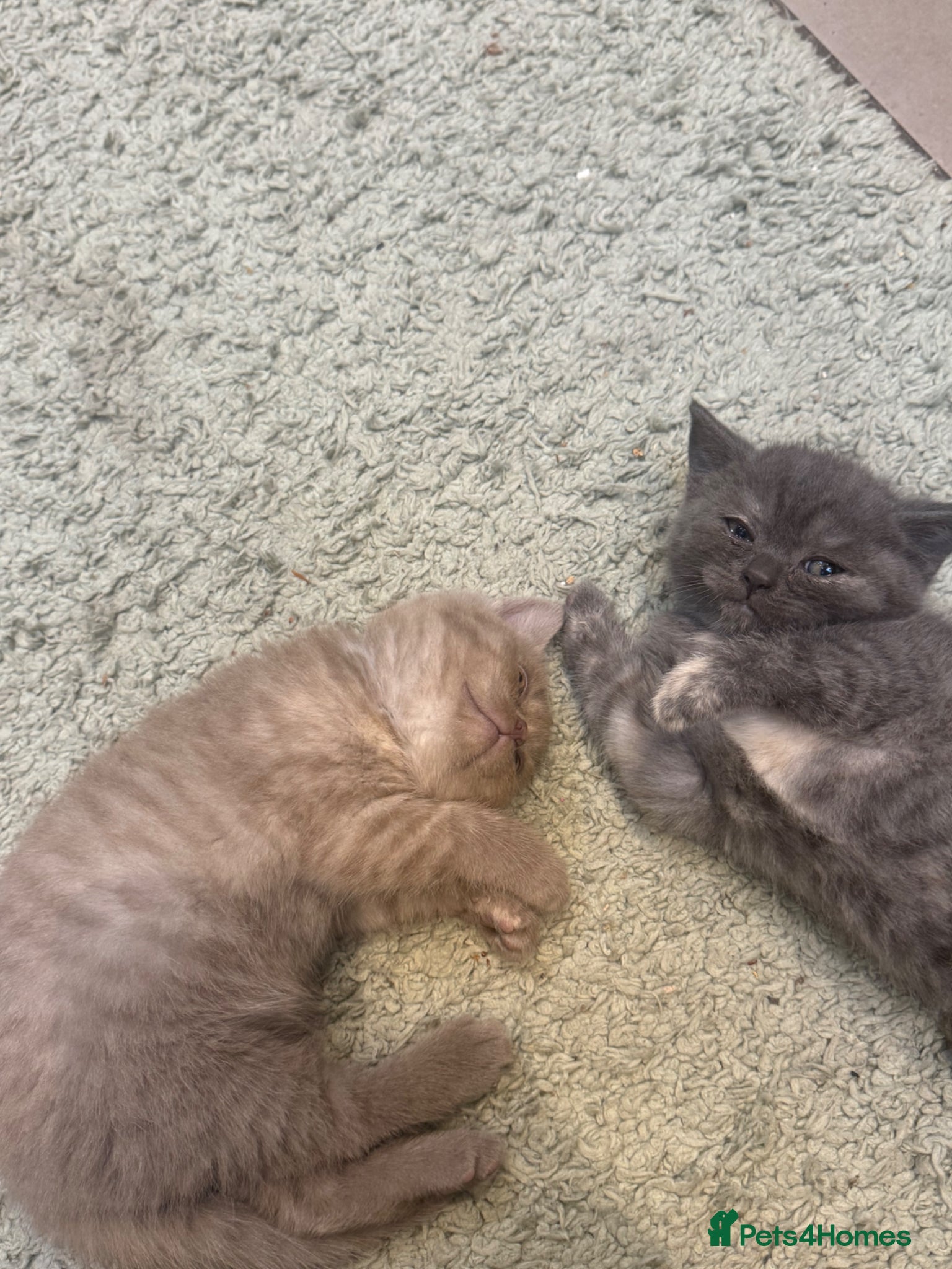 British Shorthair cats for sale: 2 beautiful British Shorthair Girls 🐾 - Advert 5