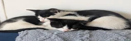 Domestic Shorthair cats for sale: 2 female kittens - Advert 4