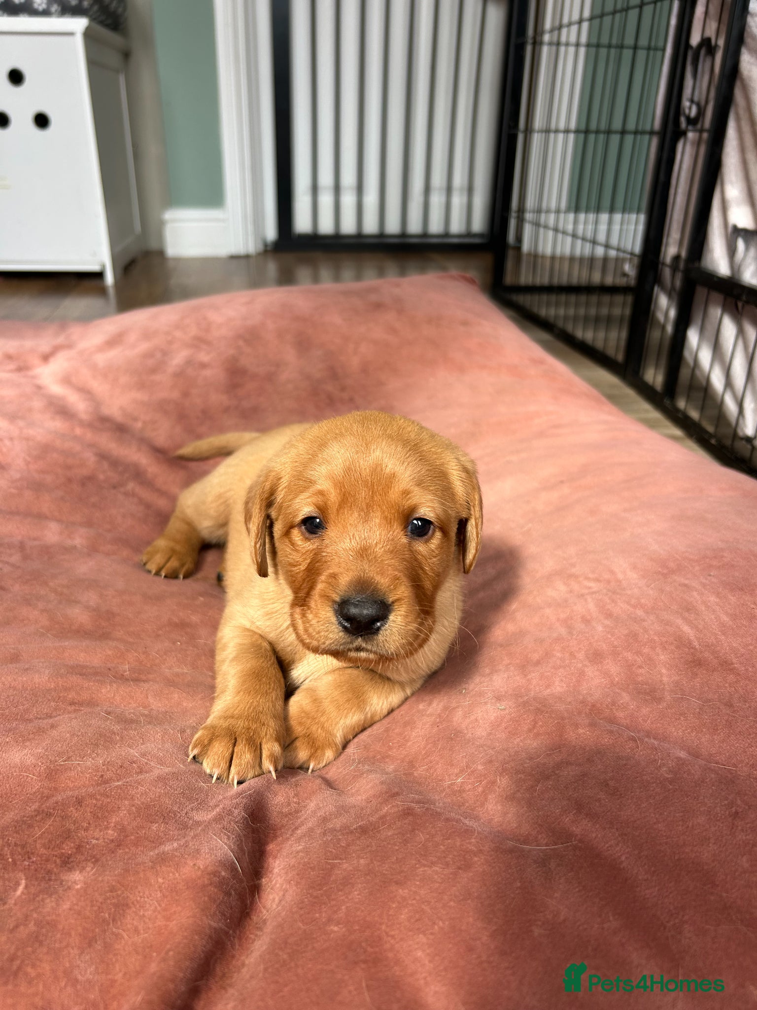 Labrador Retriever dogs Beautiful KC Fox Red Labrador puppies for sale  - Advert 1