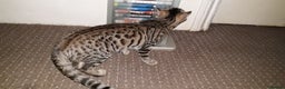 Bengal cats for sale: Beautiful Large & small Bengal kittens  - Advert 12