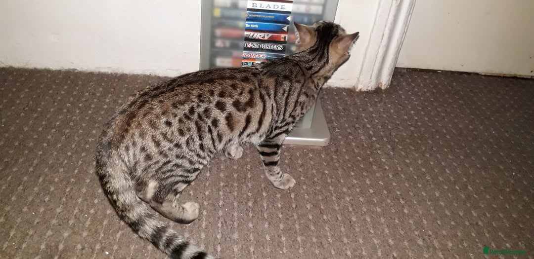 Bengal cats for sale: Beautiful Large & small Bengal kittens  - Advert 12