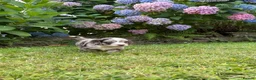 Cockapoo dogs for sale: 6 beautiful F1 cockapoo pups for sale in Neath - Advert 7