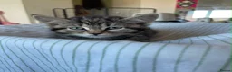Mixed Breed cats for sale: Mixed breed kittens - Advert 5